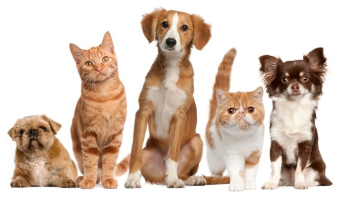 La alianza entre la inteligencia emocional y el mundo animal