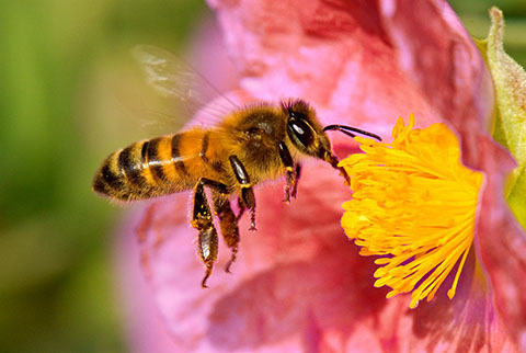 Ganemos lleva al pleno dos mociones: protección a las abejas y mesa de emergencia M-607